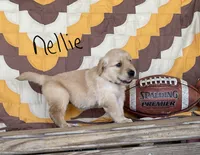 Nellie, a male Golden Retriever for sale in Mattoon, IL – 2 of 3