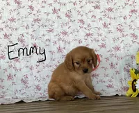 Emmy, a female Miniature Golden Retriever for sale in Mattoon, IL – 1 of 3