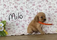 Milo, a male Miniature Golden Retriever for sale in Mattoon, IL – 2 of 3