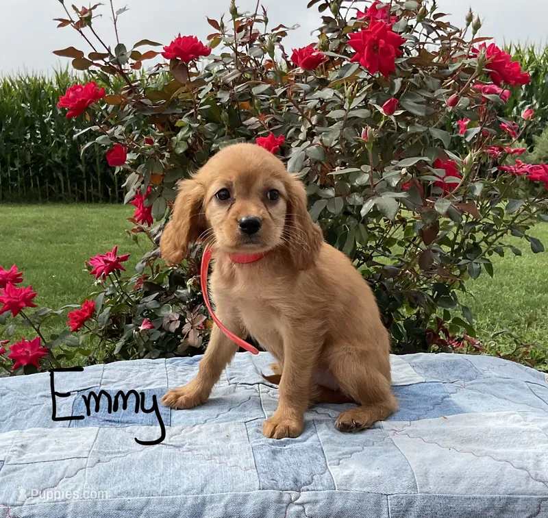 Emmy – Miniature Golden Retriever puppy for sale in Mattoon, IL