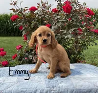 Emmy, a female Miniature Golden Retriever for sale in Mattoon, IL – 1 of 6