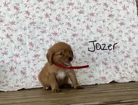 Jazer, a male Miniature Golden Retriever for sale in Mattoon, IL – 2 of 3