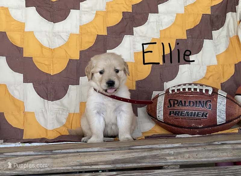 Ellie – Golden Retriever puppy for sale in Mattoon, IL