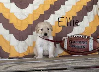 Ellie, a male Golden Retriever for sale in Mattoon, IL – 1 of 3