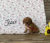 Jazer, a male Miniature Golden Retriever for sale in Mattoon, IL – 1 of 3