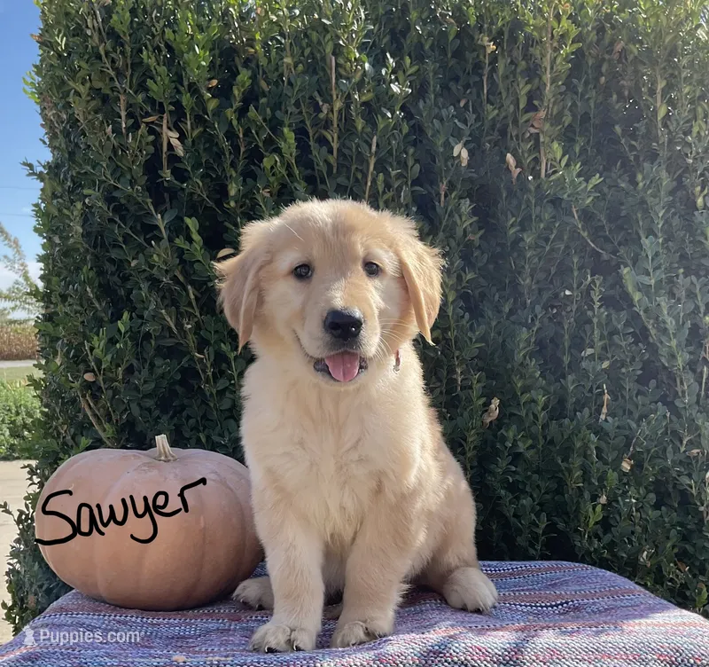 Sawyer – Golden Retriever puppy for sale in Mattoon, IL