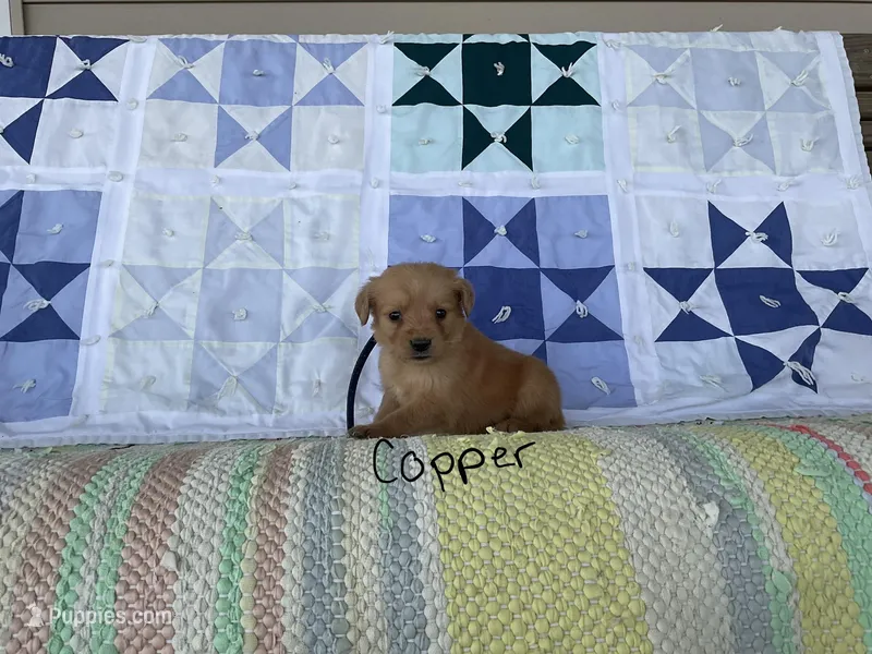 Copper – Golden Retriever puppy for sale in Mattoon, IL