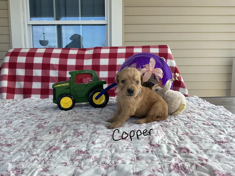 Copper – Golden Retriever puppy for sale in Mattoon, IL