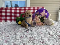 Copper, a male Golden Retriever for sale in Mattoon, IL – Photo 2 of 3