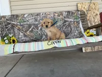 Copper, a male Golden Retriever for sale in Mattoon, IL – Photo 3 of 3