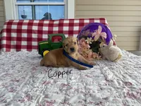 Copper, a male Golden Retriever for sale in Mattoon, IL – Photo 3 of 3