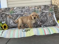 Copper, a male Golden Retriever for sale in Mattoon, IL – Photo 2 of 3