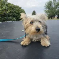 Bo, a male Yorkshire Terrier for sale in Mattoon, IL – Photo 2 of 2