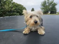 Bo, a male Yorkshire Terrier for sale in Mattoon, IL – Photo 2 of 2