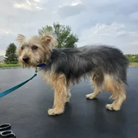 Bo, a male Yorkshire Terrier for sale in Mattoon, IL – Photo 1 of 2