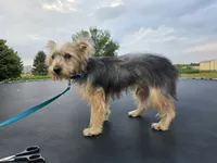 Bo, a male Yorkshire Terrier for sale in Mattoon, IL – Photo 1 of 2