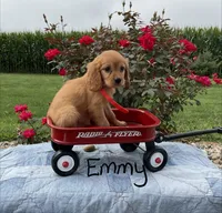 Emmy, a female Miniature Golden Retriever for sale in Mattoon, IL – 2 of 6