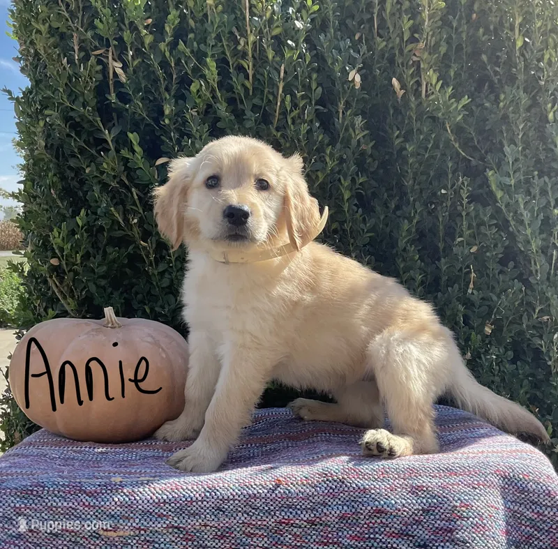 Annie – Golden Retriever puppy for sale in Mattoon, IL
