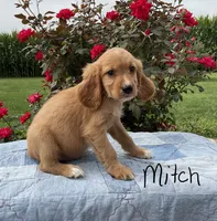 Mitch, a male Miniature Golden Retriever for sale in Mattoon, IL – 2 of 6