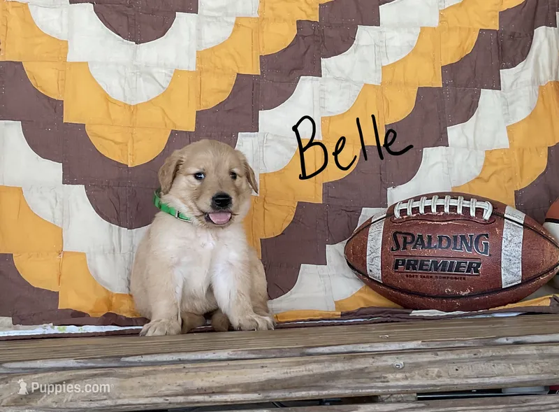 Belle – Golden Retriever puppy for sale in Mattoon, IL