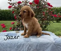 Jazer, a male Miniature Golden Retriever for sale in Mattoon, IL – 3 of 6