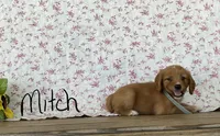 Mitch, a male Miniature Golden Retriever for sale in Mattoon, IL – 3 of 3