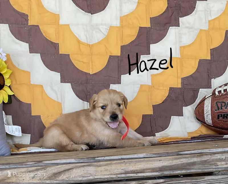 Hazel – Golden Retriever puppy for sale in Mattoon, IL