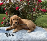 Mitch, a male Miniature Golden Retriever for sale in Mattoon, IL – 3 of 6