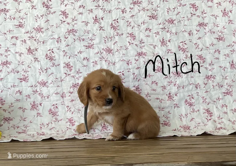 Mitch – Miniature Golden Retriever puppy for sale in Mattoon, IL