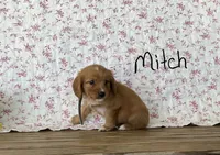 Mitch, a male Miniature Golden Retriever for sale in Mattoon, IL – 1 of 3