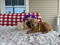 Daisy, a female Golden Retriever for sale in Mattoon, IL – Photo 1 of 3