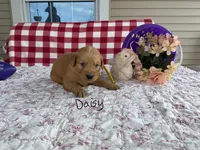 Daisy, a female Golden Retriever for sale in Mattoon, IL – Photo 2 of 3