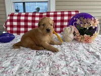 Daisy, a female Golden Retriever for sale in Mattoon, IL – Photo 3 of 3