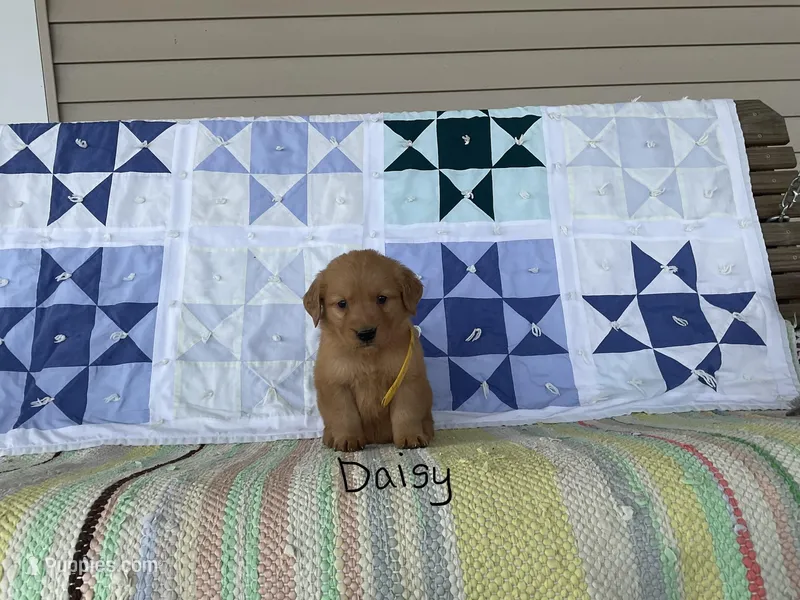 Daisy – Golden Retriever puppy for sale in Mattoon, IL