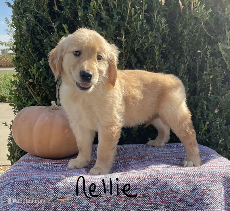 Nellie – Golden Retriever puppy for sale in Mattoon, IL