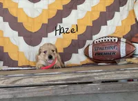 Hazel, a male Golden Retriever for sale in Mattoon, IL – 3 of 3