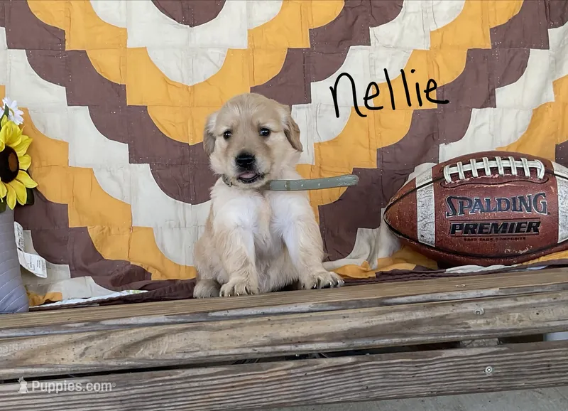 Nellie – Golden Retriever puppy for sale in Mattoon, IL