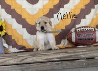 Nellie, a male Golden Retriever for sale in Mattoon, IL – 1 of 3