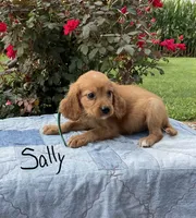 Sally, a female Miniature Golden Retriever for sale in Mattoon, IL – 2 of 6