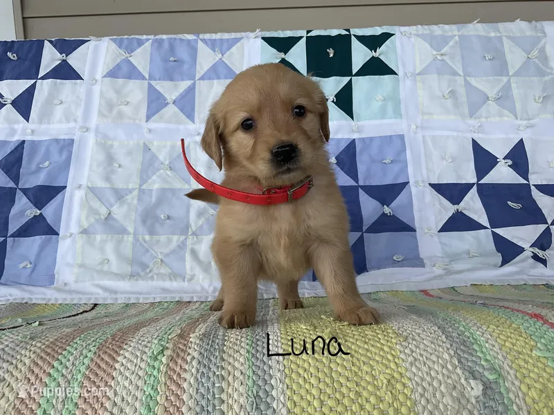 Luna – Golden Retriever puppy for sale in Mattoon, IL