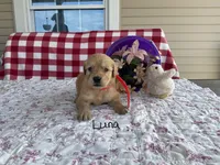 Luna, a female Golden Retriever for sale in Mattoon, IL – Photo 3 of 3