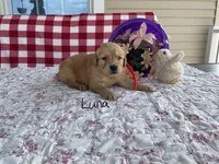 Luna, a female Golden Retriever for sale in Mattoon, IL – Photo 2 of 3