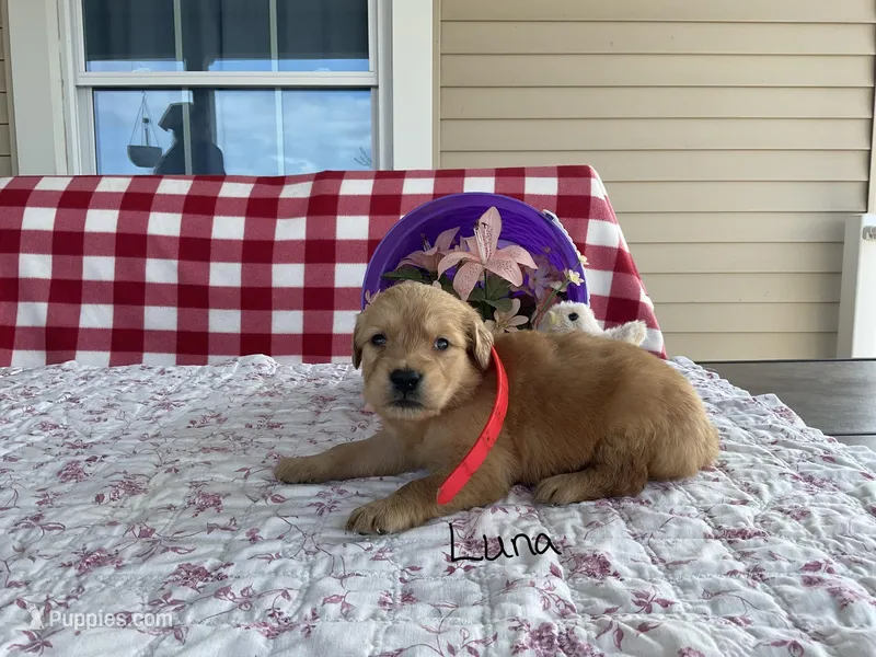 Luna – Golden Retriever puppy for sale in Mattoon, IL