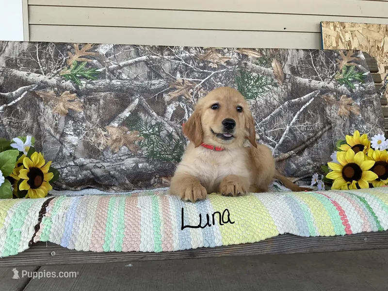 Luna – Golden Retriever puppy for sale in Mattoon, IL