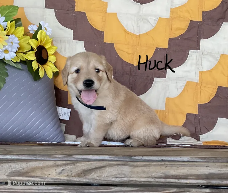 Huck – Golden Retriever puppy for sale in Mattoon, IL