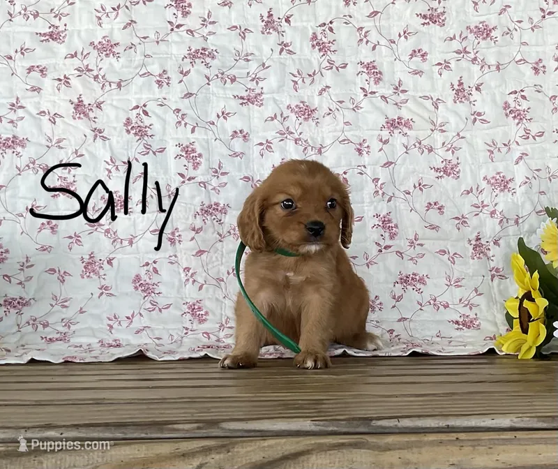 Sally – Miniature Golden Retriever puppy for sale in Mattoon, IL