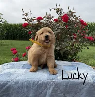 Lucky, a male Golden Retriever for sale in Mattoon, IL – 3 of 3