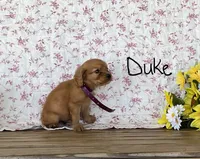 Duke, a male Miniature Golden Retriever for sale in Mattoon, IL – 3 of 3
