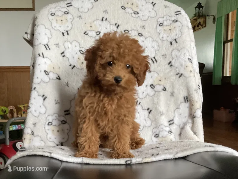 Toby – Poodle - Toy  puppy for sale in Mattoon, IL