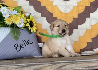 Belle, a male Golden Retriever for sale in Mattoon, IL – 3 of 3